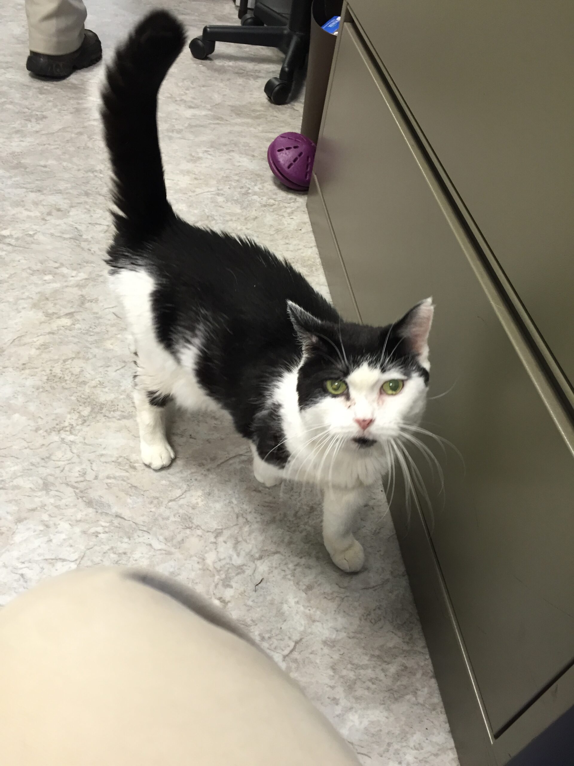 A black and white cat explores a file cabinet