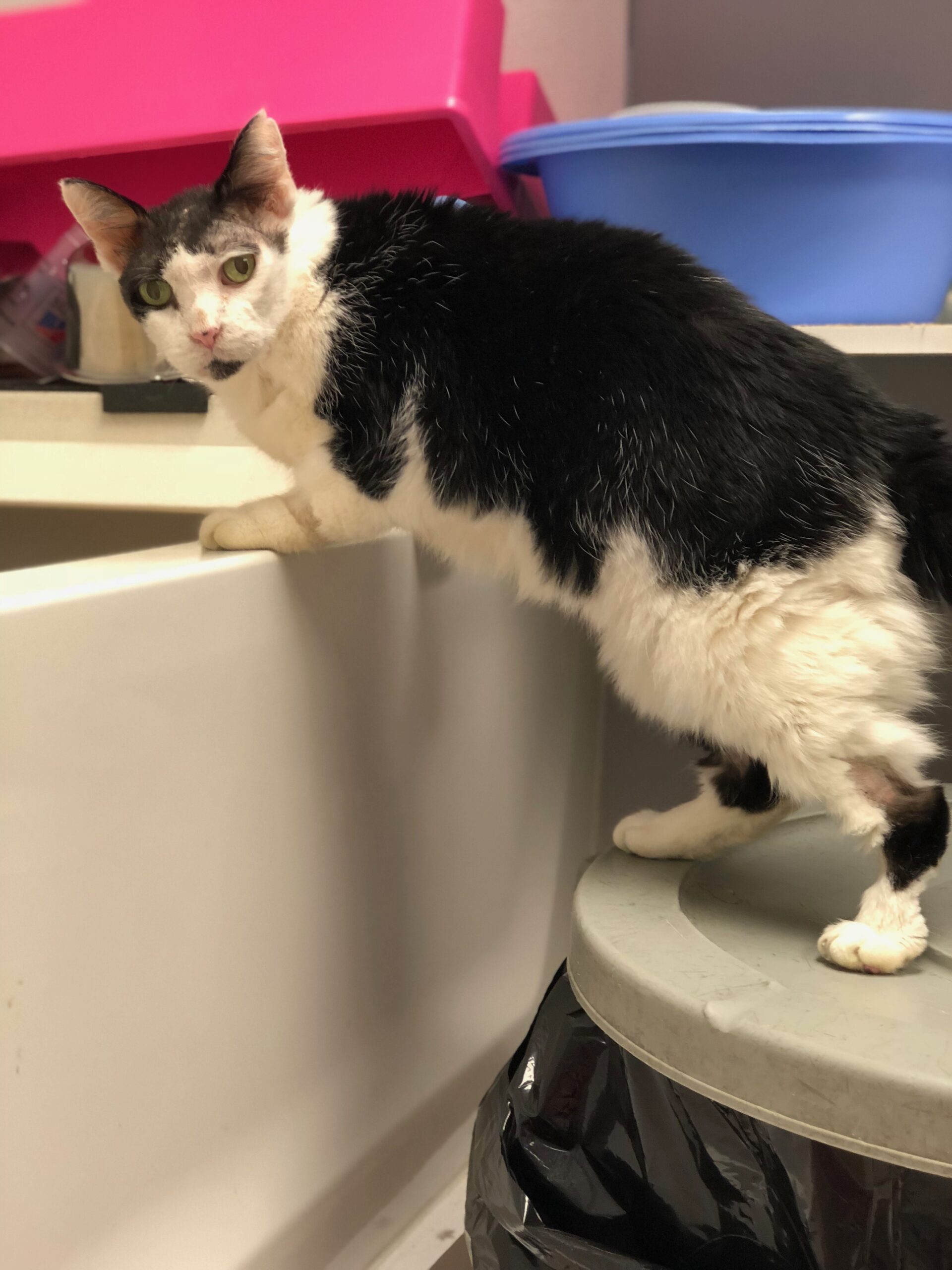 A black and white cat goes exploring in a veterinary office