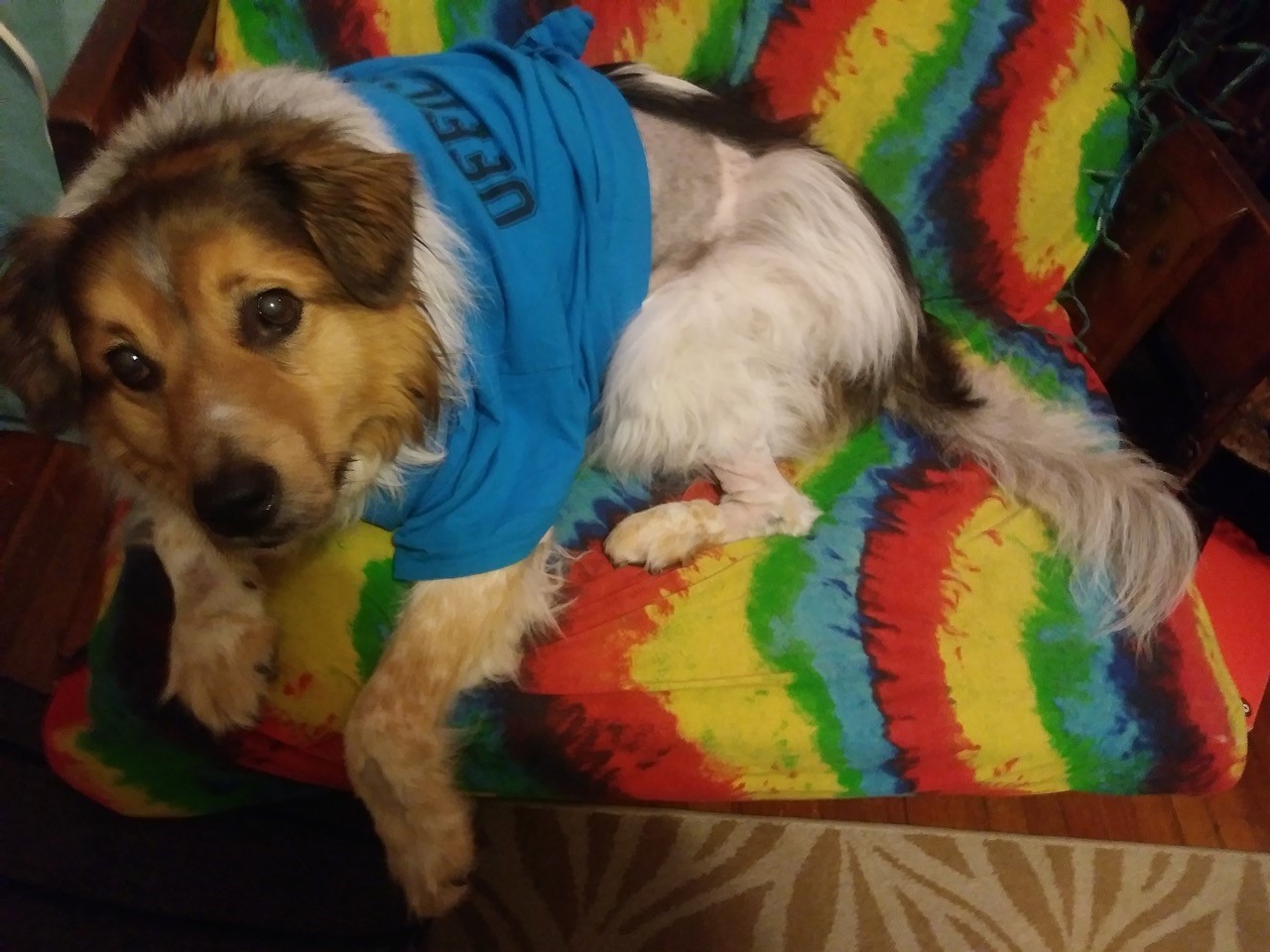 A dog wearing a t-shirt on a couch