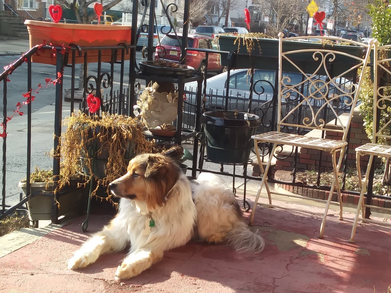 A dog sits on a porch