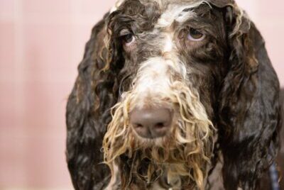 A dog looks unhappy while getting a bath