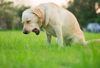 Yellow lab coughing
