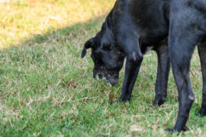 Dog vomiting