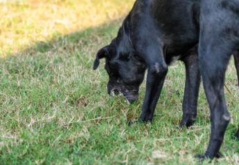 Dog vomiting