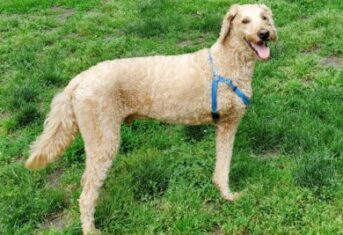 A happy, three-legged dog in a park