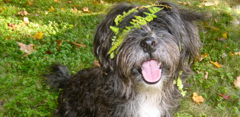 A happy dog sits on the grass under a tree