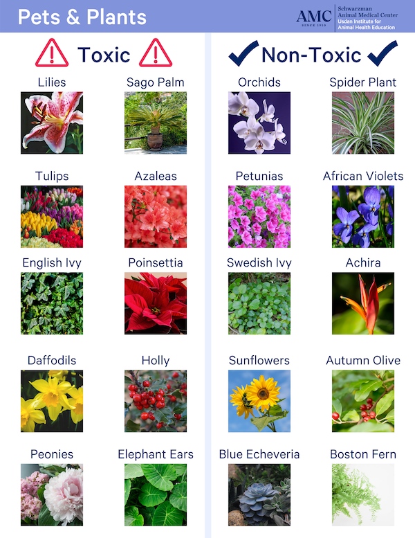 Plants And Pets INO Pets Parents Network