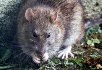 A rat chewing on food