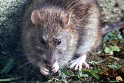 A rat chewing on food