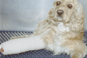 dog with cast on letg