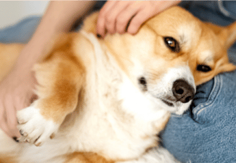 dog lying on side with owner