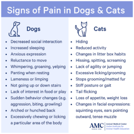 An infographic listing signs of pain in dogs and cats
