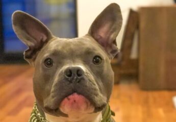 A gray dog on a hardwood floor