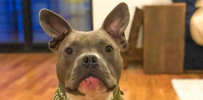 A gray dog on a hardwood floor