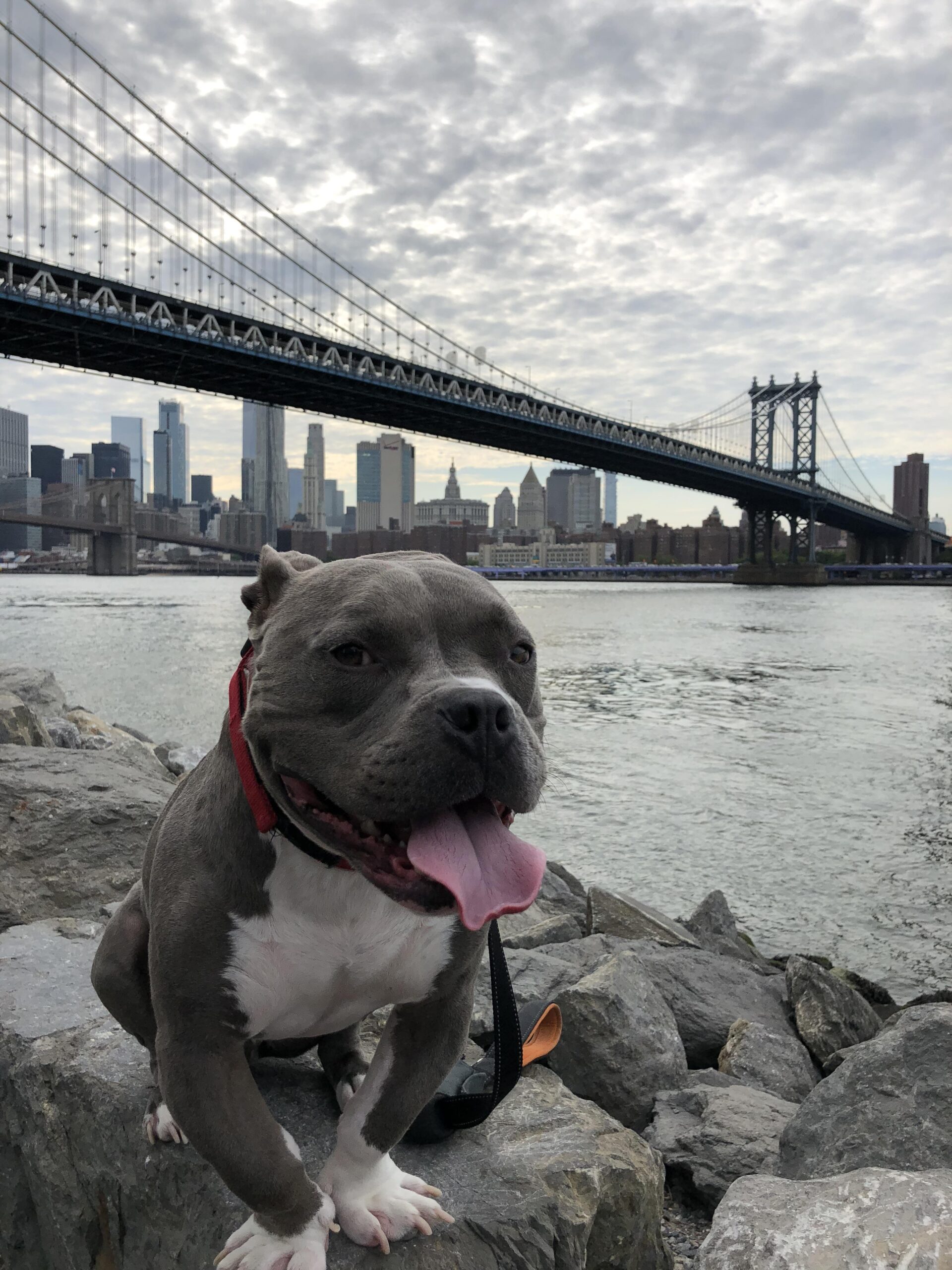 A gray dog on some rocks under the Manhattan Bridge