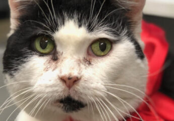 A black and white cat sits on a bin