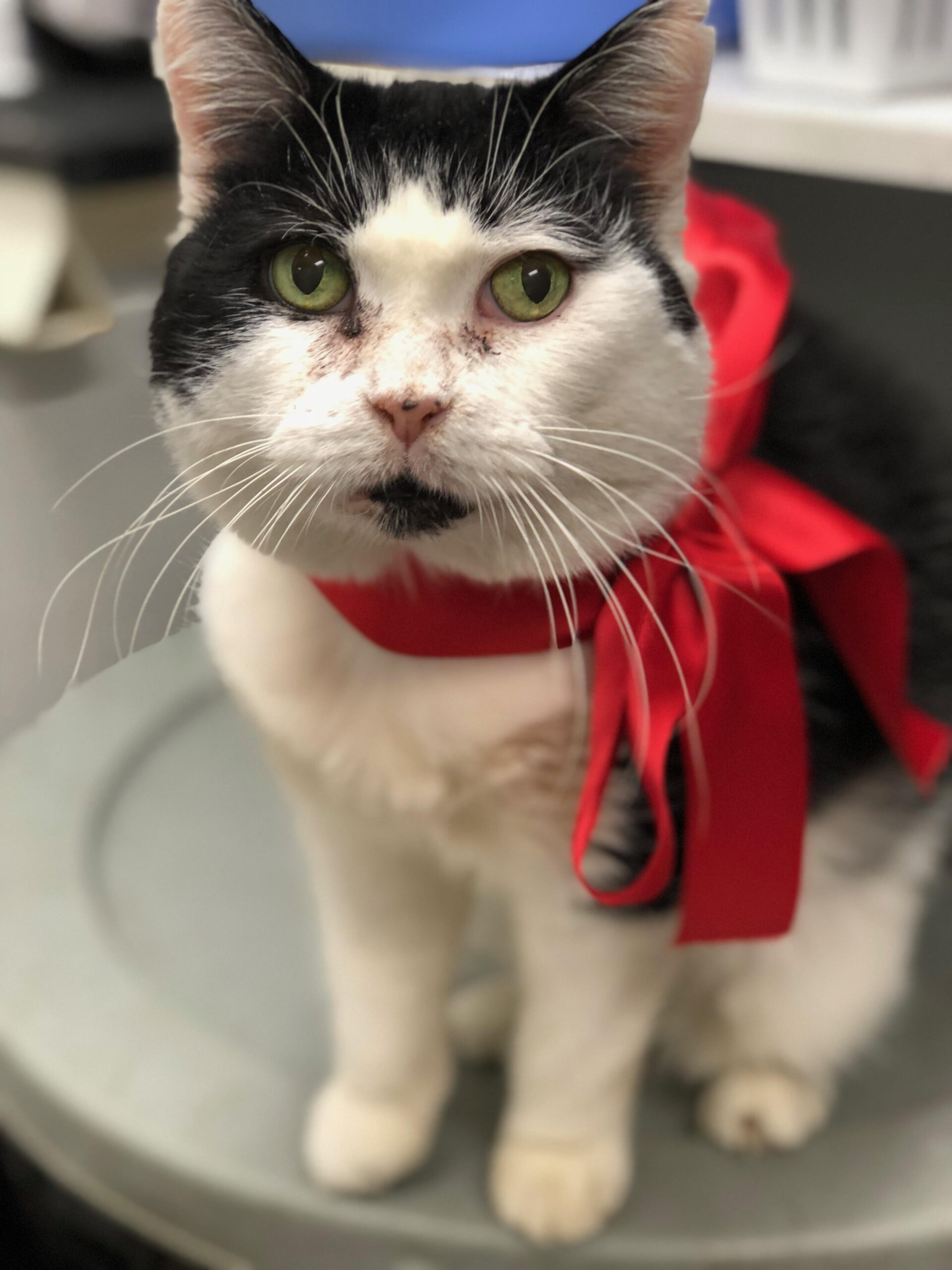 A black and white cat sits on a bin