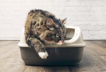 Cat walking out of litter box