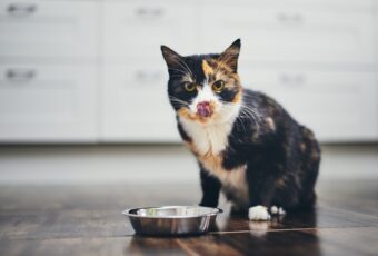 cute cat sitting in front of bowl licking lips