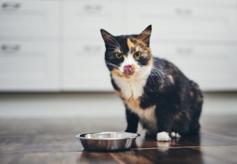 cute cat sitting in front of bowl licking lips
