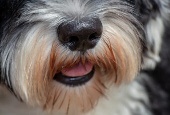 Closeup of dog mouth