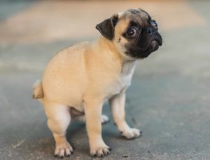 dog squatting to poop