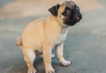 dog squatting to poop