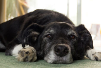 Senior dog lying down