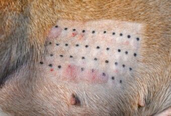 skin patch test dogs