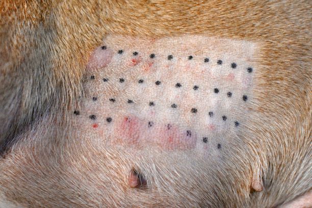 skin patch test dogs
