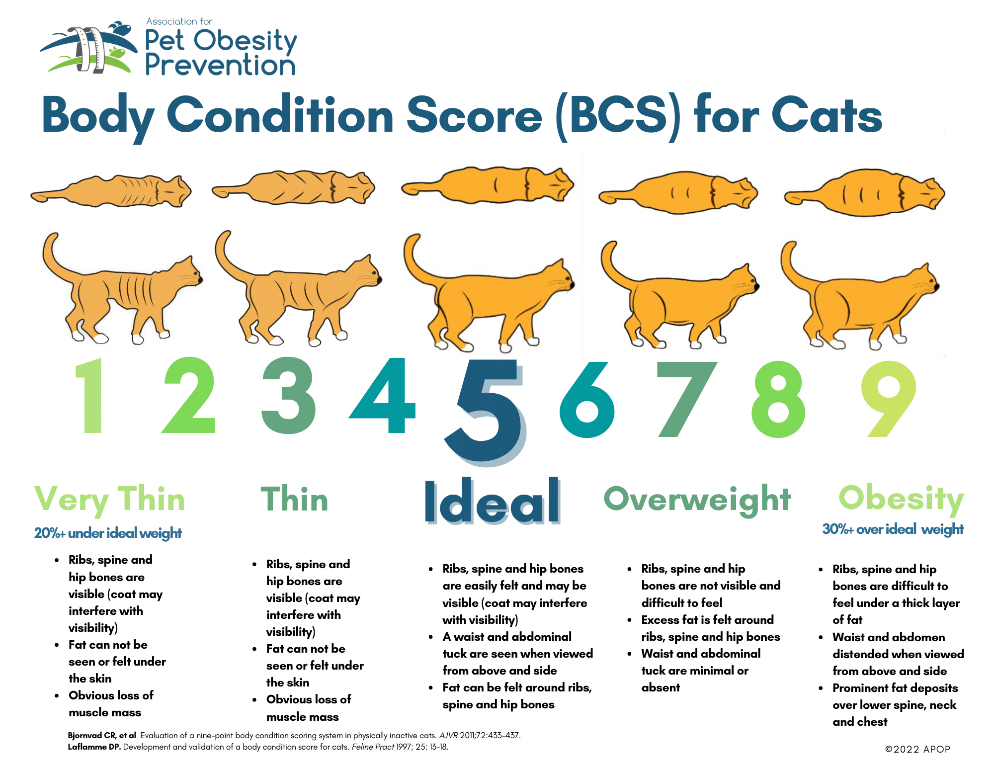 Body Condition Score (BCS) for Cats Source: Association for Pet Obesity Prevention. VERY THIN (20% under ideal weight) Ribs, spine and hip bones are easily visible (coat may interfere with visibility). Fat cannot be seen or felt under the skin. Obvious loss of muscle mass. THIN Ribs, spine and hip bones are visible (coat may interfere with visibility).. Fat cannot be seen or felt under the skin. Obvious loss of muscle mass. IDEAL Ribs, spine and hip bones are easily felt and may be visible (coat may interfere with visibility). A waist and abdominal tuck are seen when viewed from above and side. Fat can be felt around ribs, spine and hip bones. OVERWEIGHT Ribs, spine and hip bones are not visible and difficult to feel Excess fat is felt around ribs, spine and hip bones. Waist and abdominal tuck are minimal or absent. OBESITY (30% over ideal weight) Ribs, spine and hip bones are difficult to feel under a thick layer of fat. Waist and abdomen distended when viewed from above and side. Prominent fat deposits over lower spine, neck and chest. 