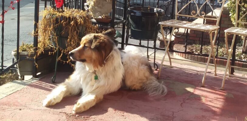 A dog sits on a porch in the sun