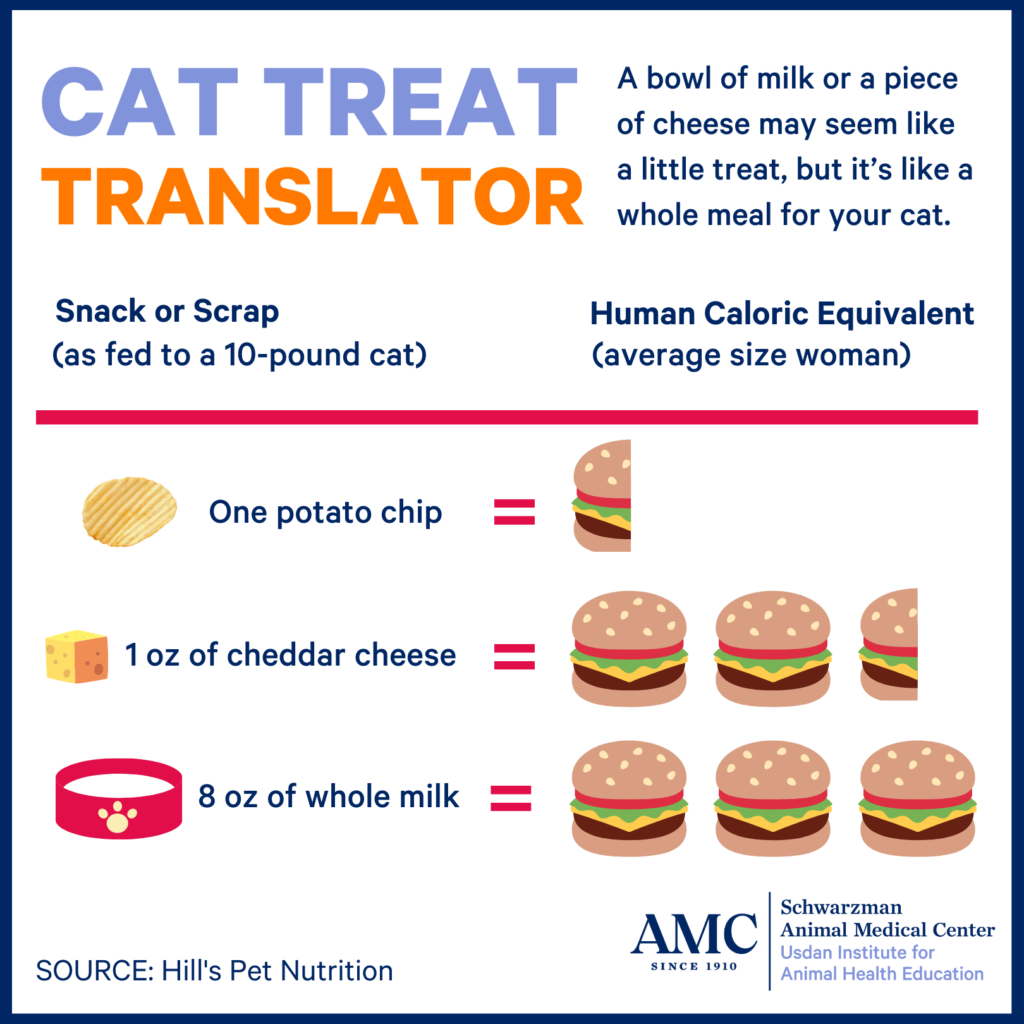 cat treat translator