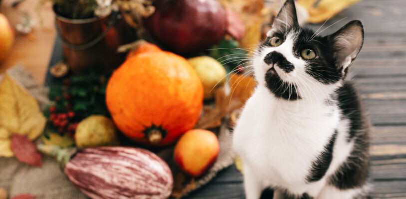 Cat surrounded by decorative gourds