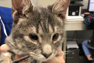 A cat in a veterinary clinic