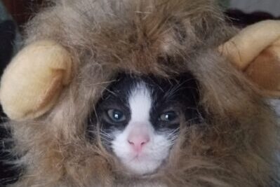 A Kitten Wearing a Halloween Costume