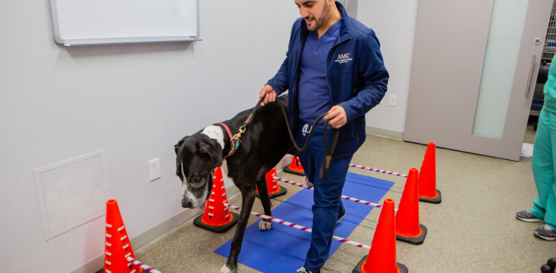 Veterinary Assistant walking dog over obstacles