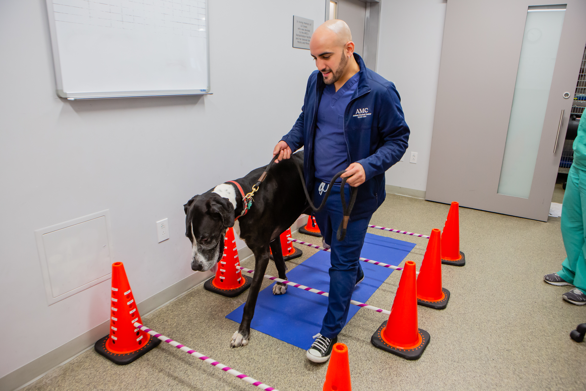 Veterinary Assistant walking dog over obstacles