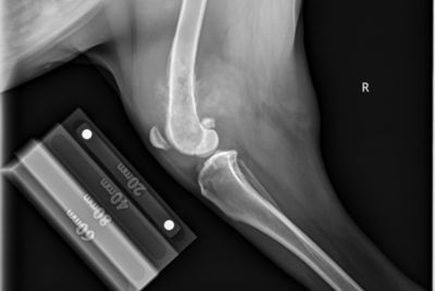 An x-ray of osteosarcoma in a dog