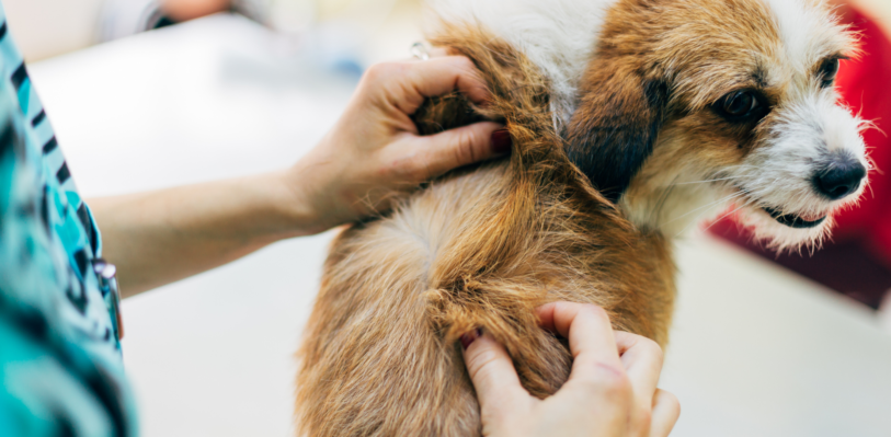 A person checking the skin under a dog's fur