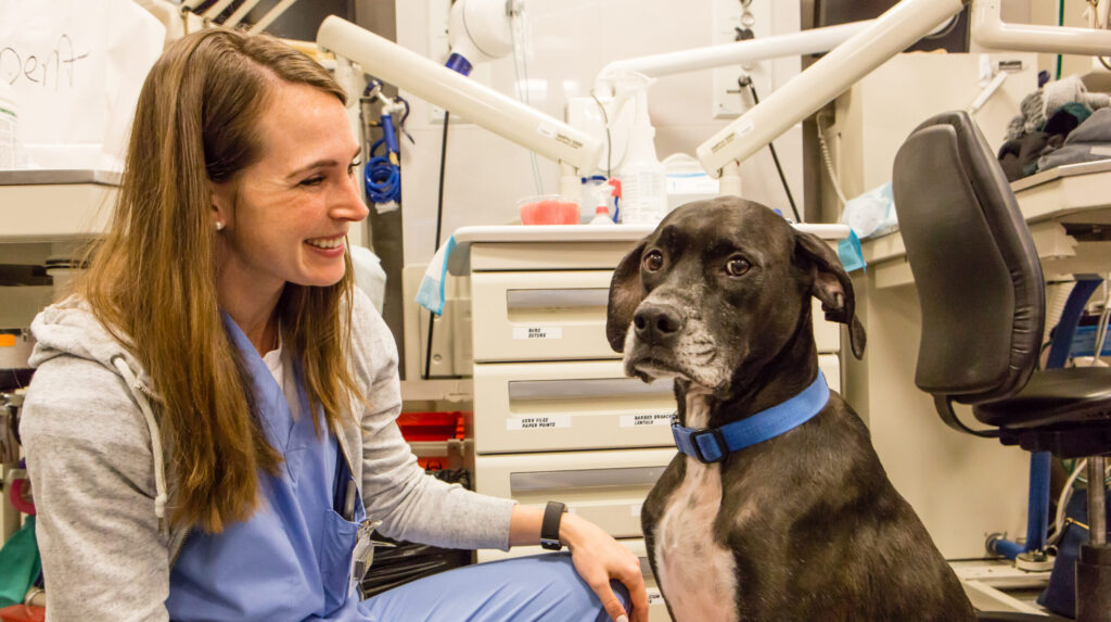 2022 Pet Holidays and Veterinary Awareness Days - The Animal Medical Center