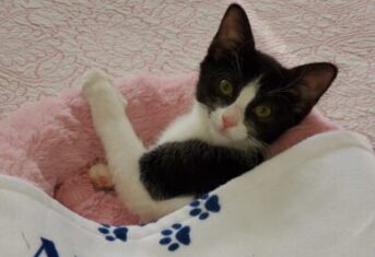A kitten in a blanket