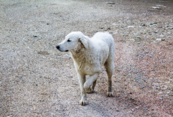 Dog holding up leg