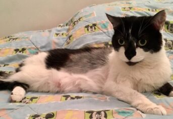 A black and white cat sitting on a bed