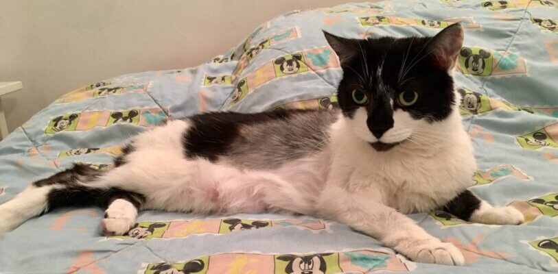 A black and white cat sitting on a bed