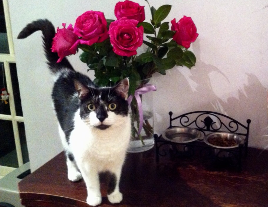 A cat next to a vase of flowers