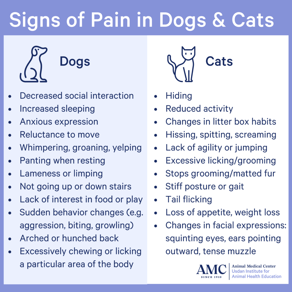 Signs of Pain in Dogs and Cats infographic