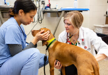 Two veterinary professionals examine a dog