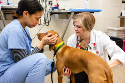 Two veterinary professionals examine a dog