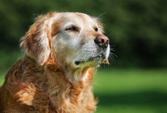 Golden retriever dog